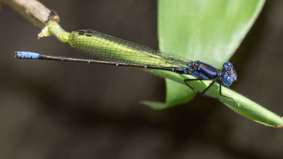 Argia pulla (Purple Dancer)-3.jpg